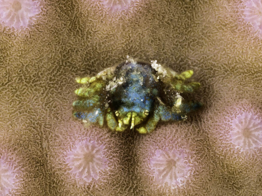 Pseudocryptochirus viridis 